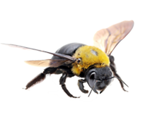 福井のクマバチ駆除・クマバチ防除は福井駆除センターへ！豊富な経験で培った安全確実なクマバチ駆除・クマバチ防除技術と福井県内最安の料金で、お客様に安心のサービスをお届けいたします。クマバチ駆除・クマバチ防除のことなら何でもぜひお任せ下さい。