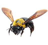 福井のクマバチ駆除・クマバチ防除は福井駆除センターへ！豊富な経験で培った安全確実なクマバチ駆除・クマバチ防除技術と福井県内最安の料金で、お客様に安心のサービスをお届けいたします。クマバチ駆除・クマバチ防除のことなら何でもぜひお任せ下さい。